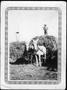 Photograph: [Two men standing on top of haystacks at the George Ranch]