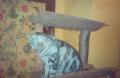 Photograph: [Striped Cat on Cat Tree]