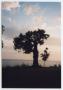 Photograph: [Tree By Lake]