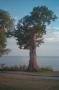 Thumbnail image of item number 1 in: '[Tree By Lake #3]'.