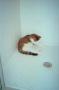 Thumbnail image of item number 1 in: '[Cat in Shower Stall #2]'.