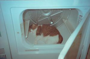 [Cat in Dryer]