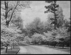 [A street lined with Dogwood trees]