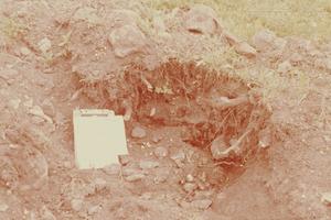 [Pace Park, (soil cut showing depth & comp. sandy ashy; b. bone, b. rock, lithics)]