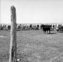Photograph: [Cattle on a Ranch]