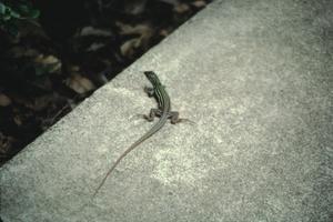 Primary view of object titled '[Lizard Outside Fayette County Courthouse]'.