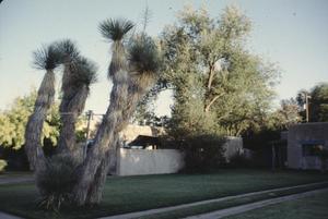 [La Casita - Holden Property, (giant margeta sahuaro cactus)]