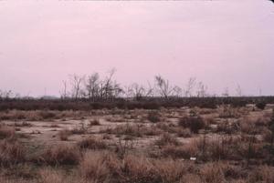 Primary view of object titled '[John B Snyder House site, (looking south toward clump of dead trees)]'.