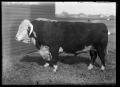 Photograph: [Hereford Bull]