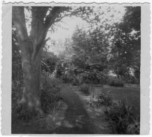 [William Blackshear's Garden]